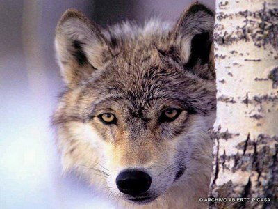 Loup[1].jpg