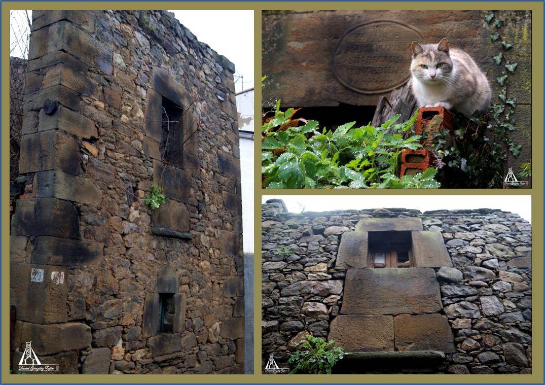 Gato y ruinas