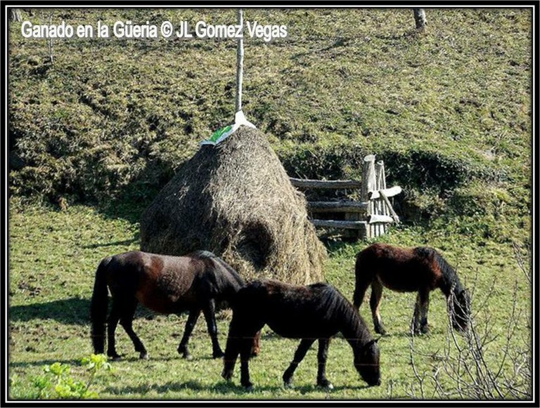 Ganado en La Güeria.jpg