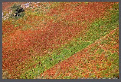 Monte en Otoño-1.jpg