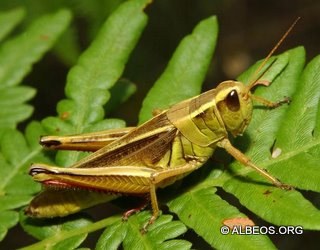 saltamontes1-1.jpg