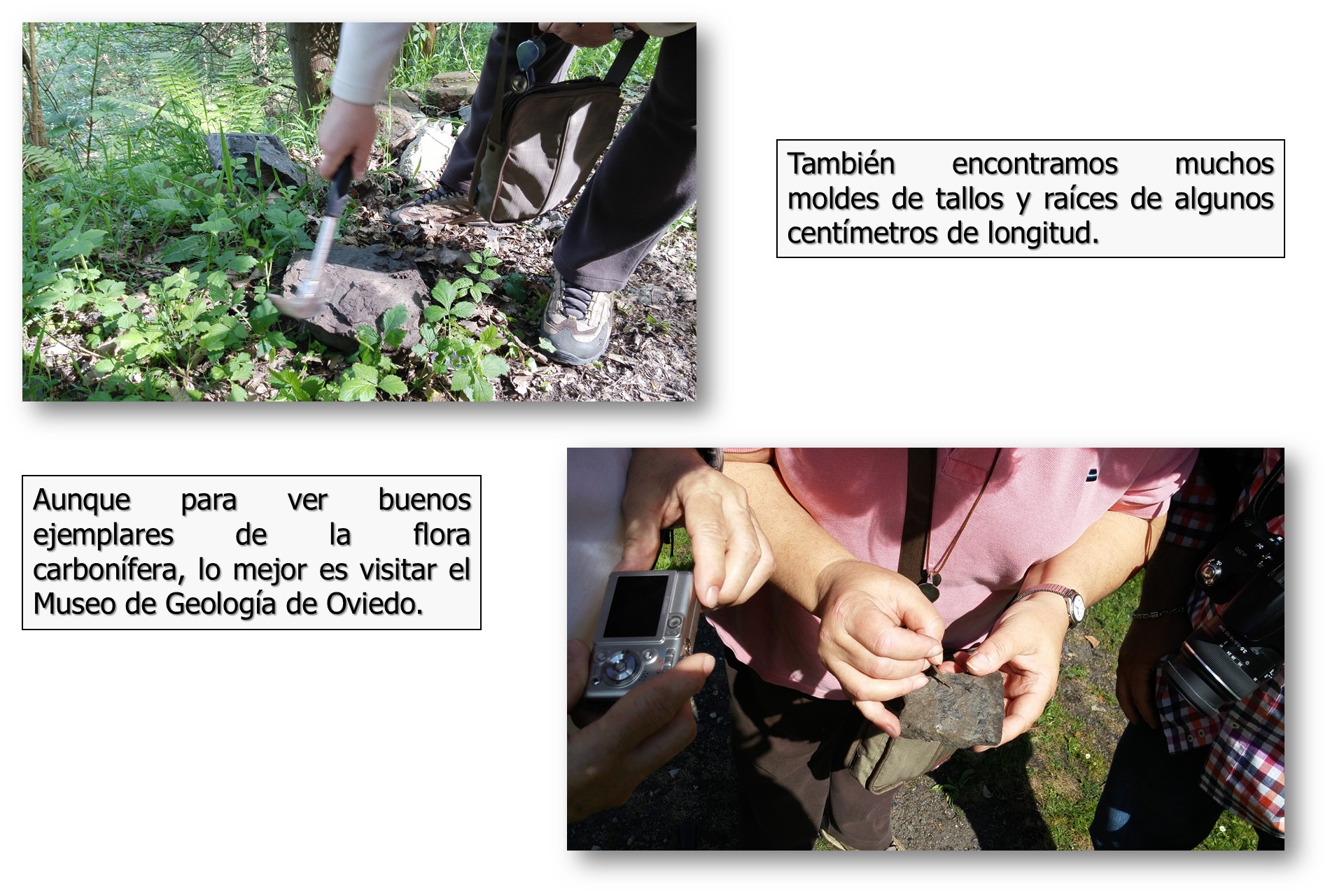 También encontramos