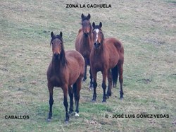  AA Caballos+en+Cachuela+29 03 12+%285%29 