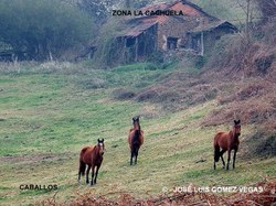  AAAAA Caballos+en+Cachuela+29 03 12+%282%29 