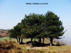  G Pinares+en+el+Cordal+de+La+Faya+29 03 12+%284%29 