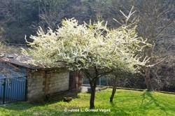  Arbol Ciruelo San Andres 15 03 14 (1) 