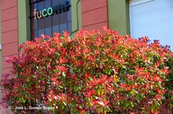  Arbusto y Flores  Pozu San Jose 14 03 14  (5) 