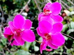  Flores Orquideas San Jose 12 11 13 (2) 