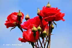  Flores Variadas San Jose 02 05 14  (6)   