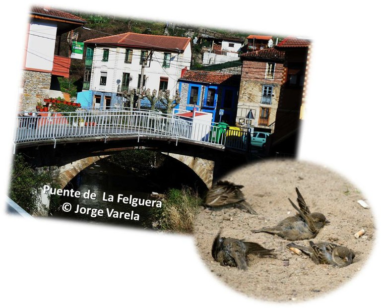 Puente y gorriones.jpg Puente y gorriones.jpg