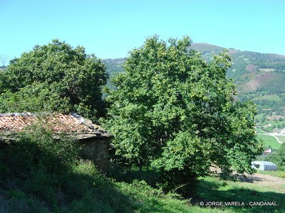  Candanal casa con arboles-1.JPG 