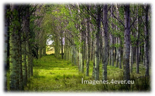 Bosque de abedules