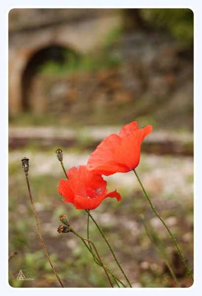 Por qué hoy es el Día de la Amapola?