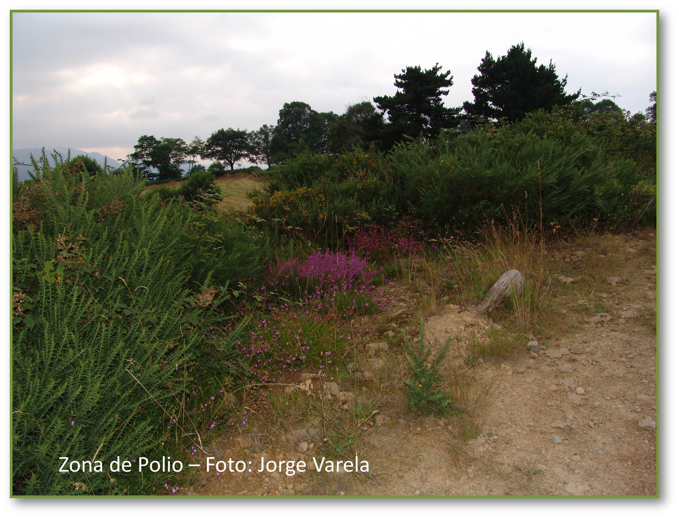 Naturaleza en Polio 2