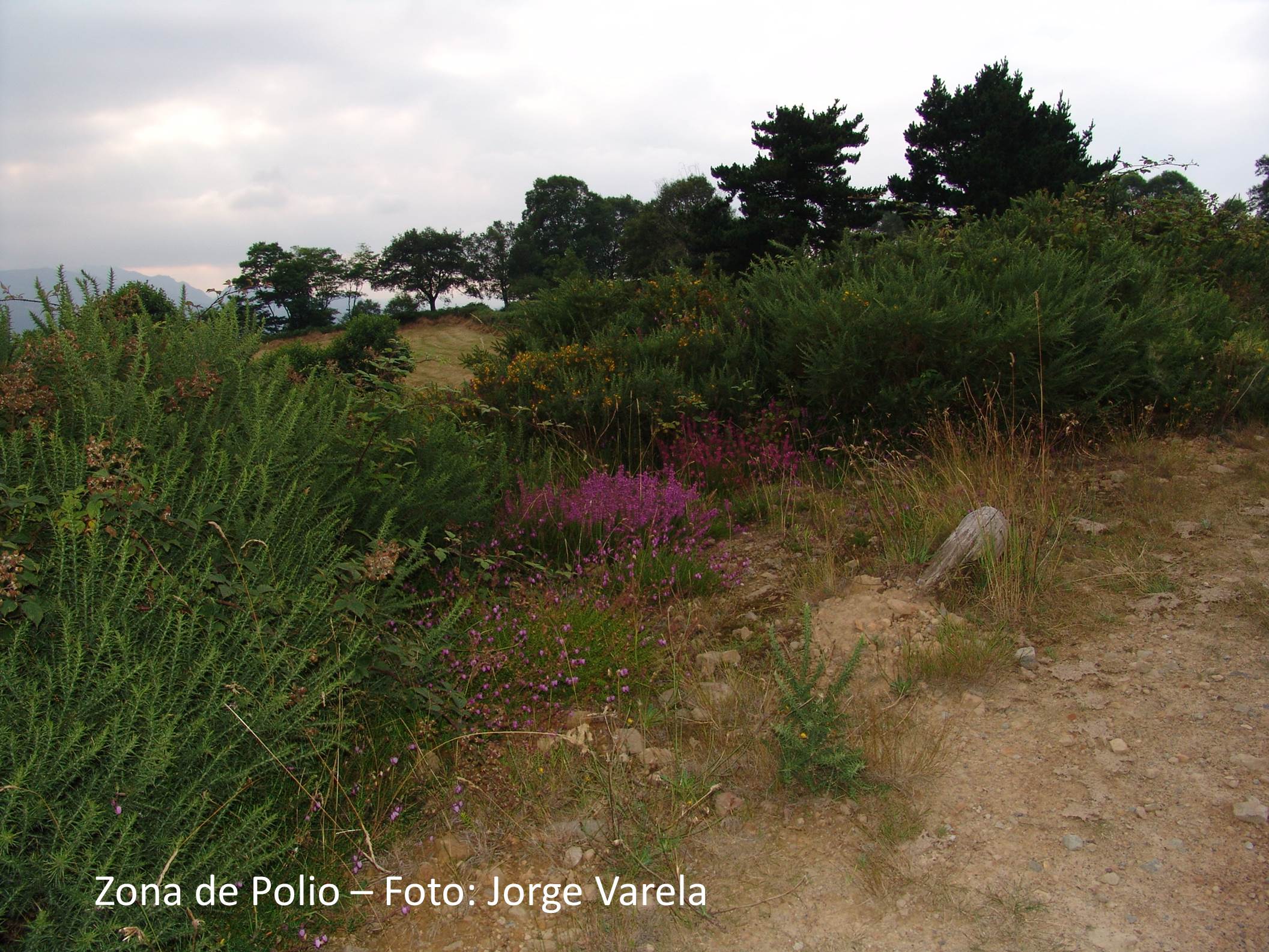 Naturaleza en Polio
