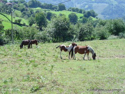  La Ceposa caballos-1.JPG 